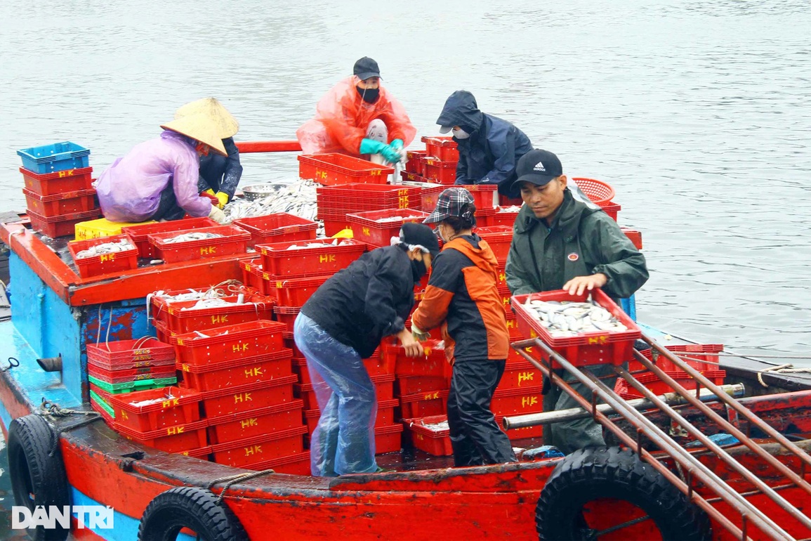 Đội mưa rét kiếm ngày triệu bạc, thợ bốc xếp ở cảng cá mơ Tết ấm - 2 Đội mưa rét kiếm ngày triệu bạc, thợ bốc xếp ở cảng cá mơ Tết ấm - 2