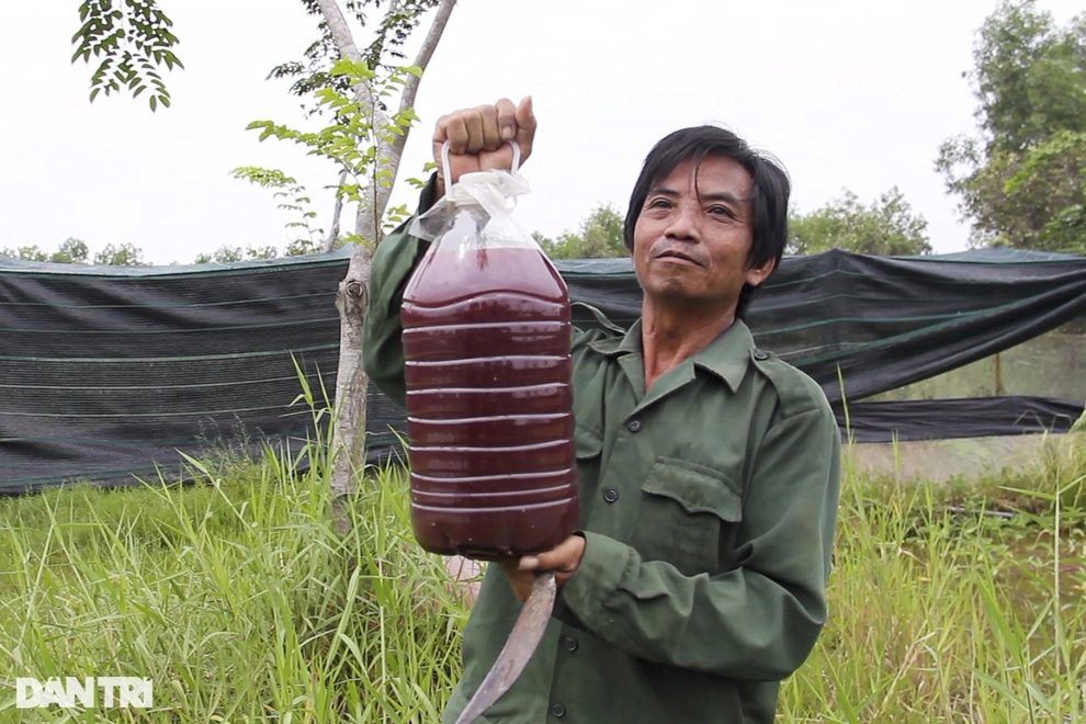 Lạ lẫm cảnh cá Koi Nhật Bản được nông dân nuôi tại ao ruộng bùn lầy ở TPHCM - 3