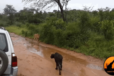 Nghé con hồn nhiên tới cống mạng cho sư tử và cái kết bất ngờ