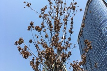 Hàng phong lá đỏ khô héo, xác xơ trong nắng thu Hà Nội