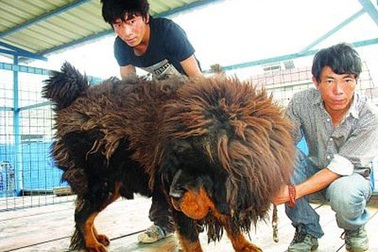 Đại gia “đổ” hơn 30 tỷ đồng “tậu” cún cưng