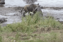 Linh dương đầu bò giành giật mạng sống với cá sấu và vị "cứu tinh" bất ngờ