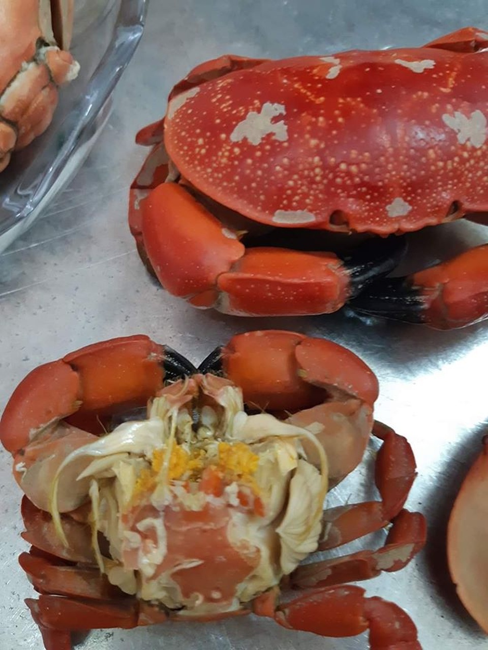 Ăn như cua hoàng đế, cả cân chưa được 1 lạng thịt chị em vẫn tranh mua - 1 Ăn như cua hoàng đế, cả cân chưa được 1 lạng thịt chị em vẫn tranh mua - 1