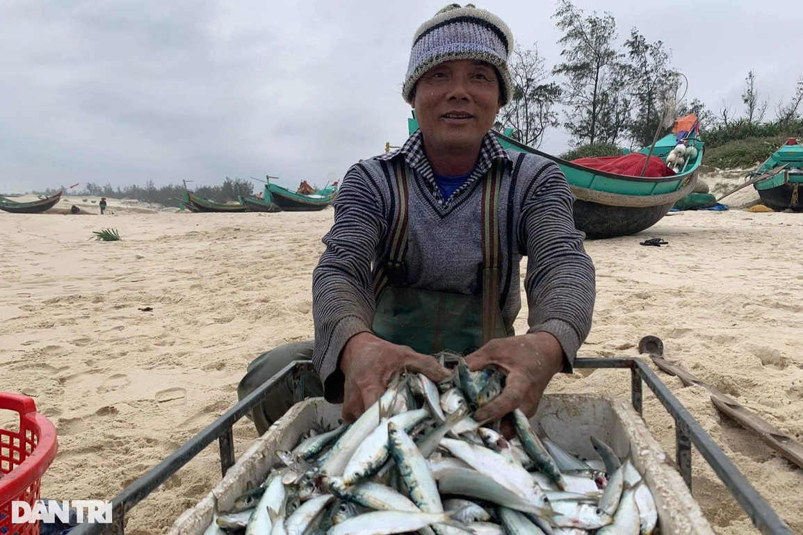 Sau ruốc biển, ngư dân lại trúng đậm cá trích những ngày Tết cận kề - 4 Sau ruốc biển, ngư dân lại trúng đậm cá trích những ngày Tết cận kề - 4
