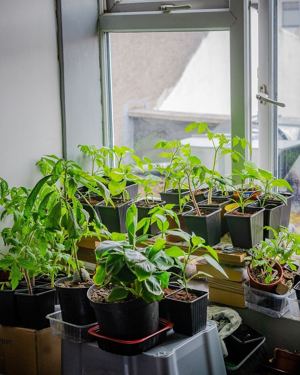 Vườn rau ngon, trái ngọt muốn ăn lúc nào cũng có của chàng trai phố thị - 8