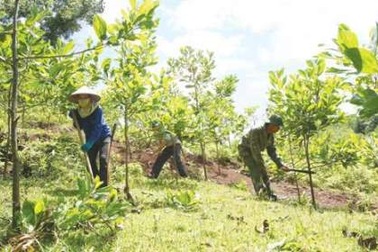 “Ngành lâm nghiệp còn tồn tại nhiều yếu kém”