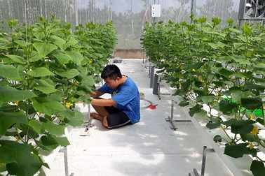 Bỏ kỹ sư cơ khí về làm ông chủ vườn rau công nghệ cao phục vụ các mẹ bỉm sữa