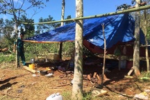 Trú mưa dưới gốc cây, 2 cha con bị sét đánh thương vong