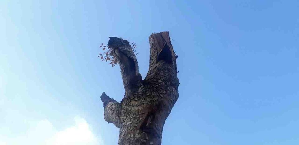 Hàng loạt cây xanh trong khuôn viên nhà trường bị cắt tỉa cành trơ trọi - 6 Hàng loạt cây xanh trong khuôn viên nhà trường bị cắt tỉa cành trơ trọi - 6