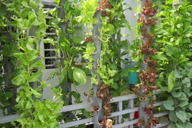 Tận mắt vườn rau thẳng đứng, trồng cây không cần đất tại TPHCM