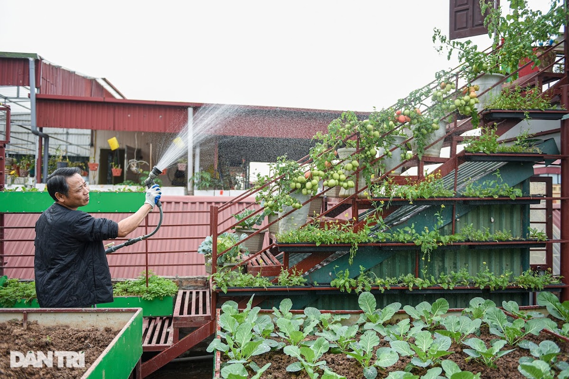 Ông bố ở Hà Nội chi 200 triệu đồng mang 10 tấn đất làm vườn sân thượng - 7 Ông bố ở Hà Nội chi 200 triệu đồng mang 10 tấn đất làm vườn sân thượng - 7