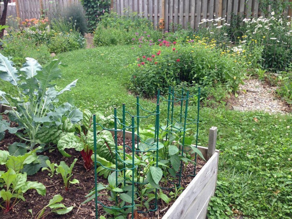 Nữ giáo viên nghỉ việc, làm vườn rau trái sạch chữa bệnh cho gia đình - 3 Nữ giáo viên nghỉ việc, làm vườn rau trái sạch chữa bệnh cho gia đình - 3