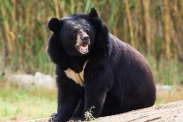 Ngư dân sử dụng võ Karate để đánh đuổi gấu bằng tay không