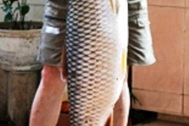 Câu được cá trôi nặng 10 kg trên sông Hương