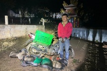 Phát hiện đối tượng vận chuyển 6 cá thể tê tê quý hiếm