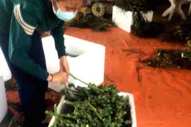 Nông dân "có lợi khi thương lái mua cau non bán sang Trung Quốc"