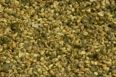 Thứ đắt hơn vàng có trong phân chim, được bán với giá hơn 23 triệu đồng/ kg