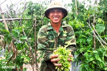 Mỗi sớm ra ruộng hái hoa, nông dân thu bạc triệu