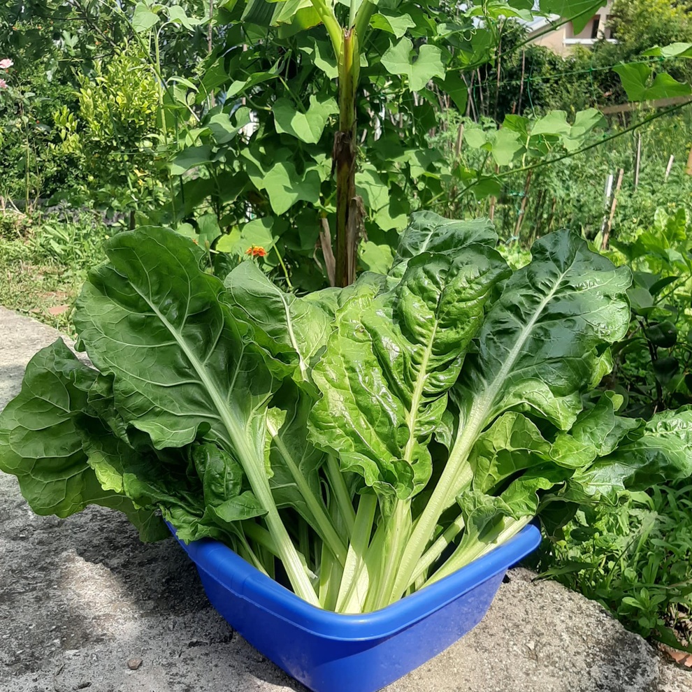 Người phụ nữ cải tạo sân, làm vườn rộng 260m2 trồng rau trái sạch sum suê - 11 Người phụ nữ cải tạo sân, làm vườn rộng 260m2 trồng rau trái sạch sum suê - 11