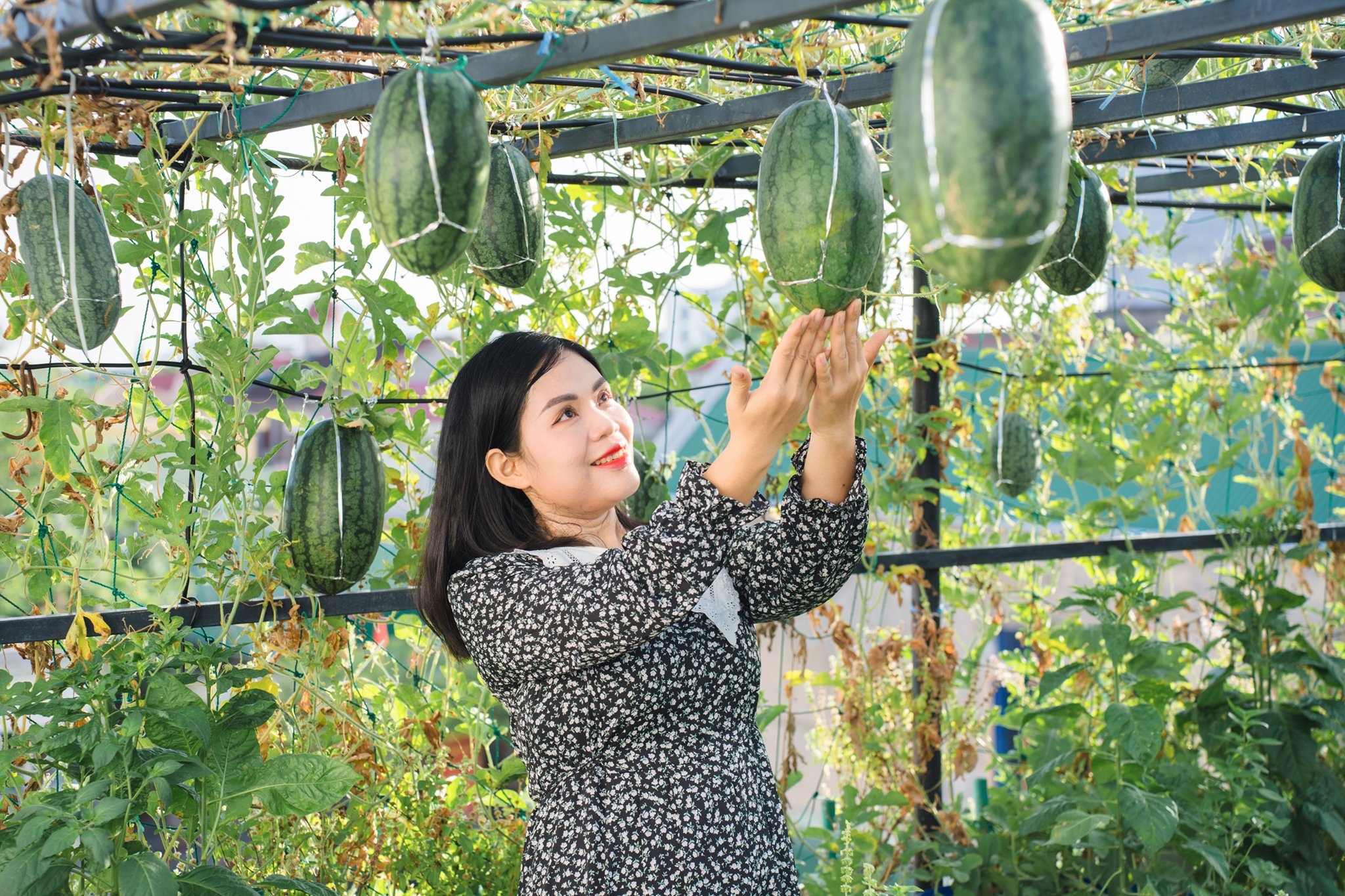 Mẹ đảm trồng dưa hấu trên sân thượng thu 600 trái mỗi vụ