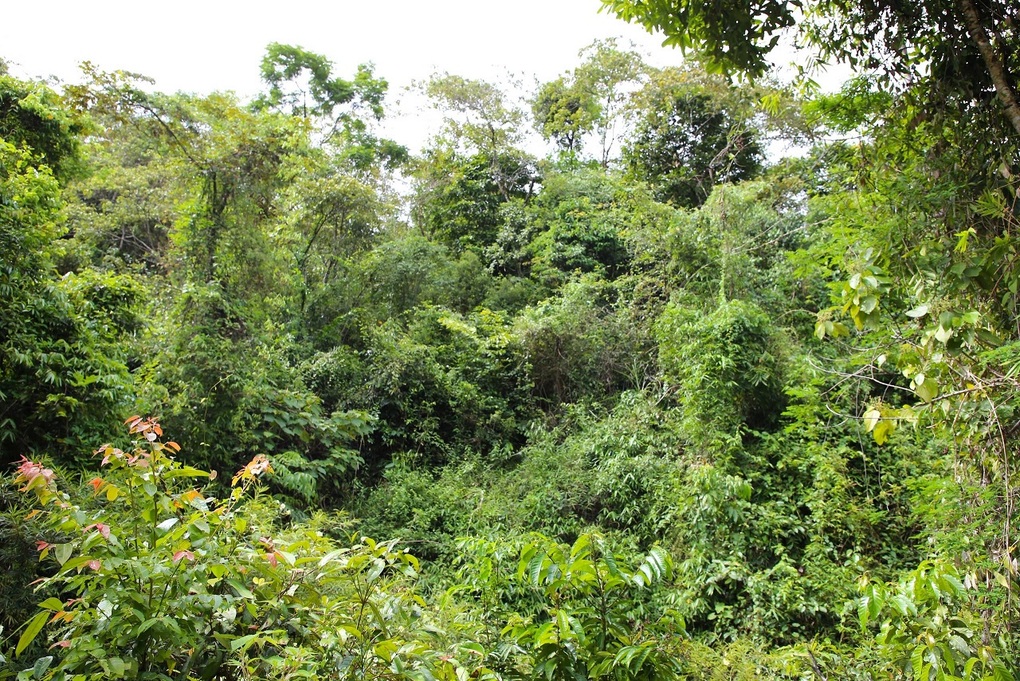 Lập hàng rào bồ kết dài 7km ngăn xung đột giữa voi và người - 1 Lập hàng rào bồ kết dài 7km ngăn xung đột giữa voi và người - 1