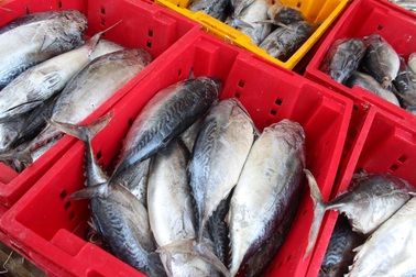 Ngư dân trúng đậm cá ngừ ở Trường Sa, Nhà giàn DK1