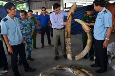 Cán bộ hải quan đánh tráo ngà voi, Phó Thủ tướng yêu cầu điều tra