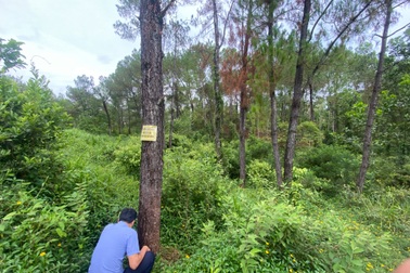 Nhiều cây thông ở Huế chết khô do bị khoan lỗ, đổ thuốc