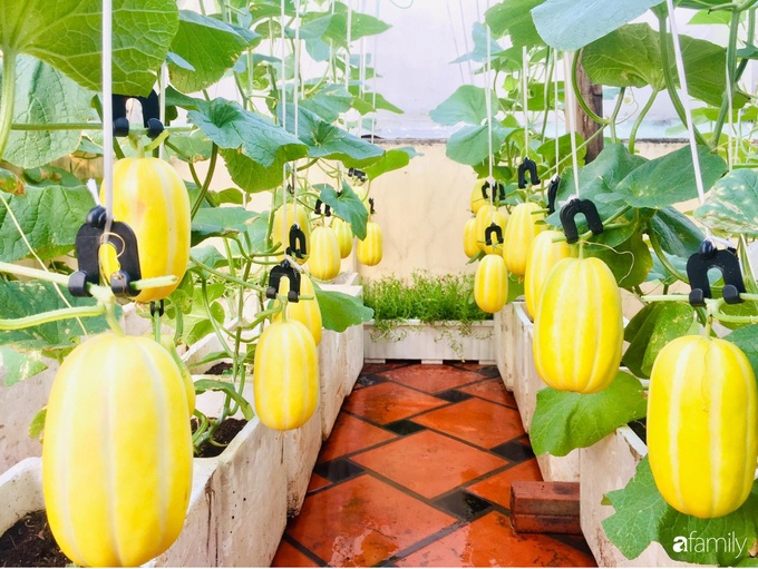Gặp "siêu nhân" trồng dưa trên sân thượng với kinh nghiệm đáng ngưỡng mộ ở Sài Gòn - Ảnh 12. Gặp "siêu nhân" trồng dưa trên sân thượng với kinh nghiệm đáng ngưỡng mộ ở Sài Gòn - Ảnh 12.