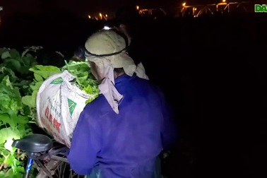 Dậy từ 1h sáng đi cắt rau bí.