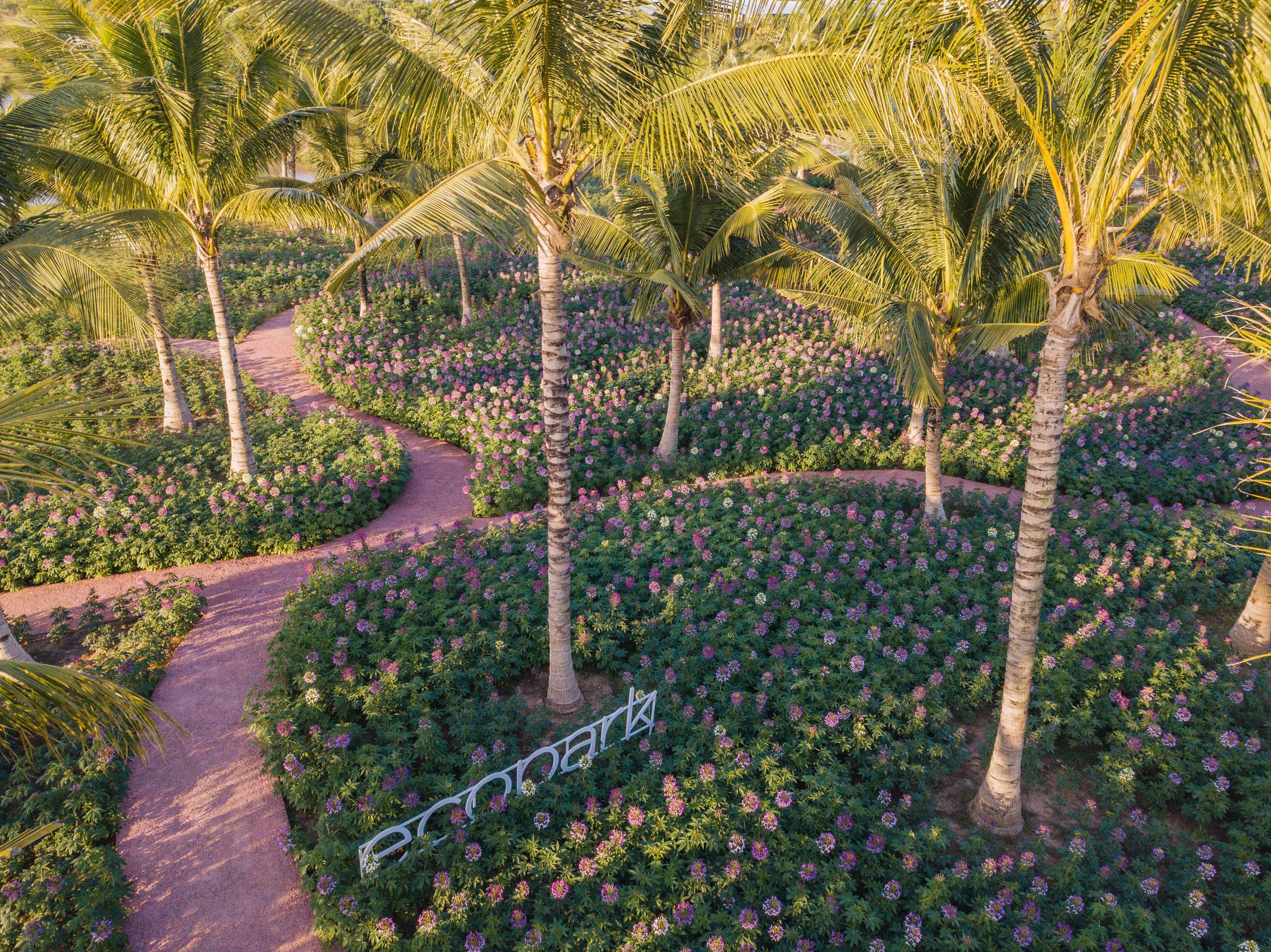 Chiêm ngưỡng đồi hoa túy điệp đẹp như cổ tích ngay gần Hà Nội - 1 Chiêm ngưỡng đồi hoa túy điệp đẹp như cổ tích ngay gần Hà Nội - 1