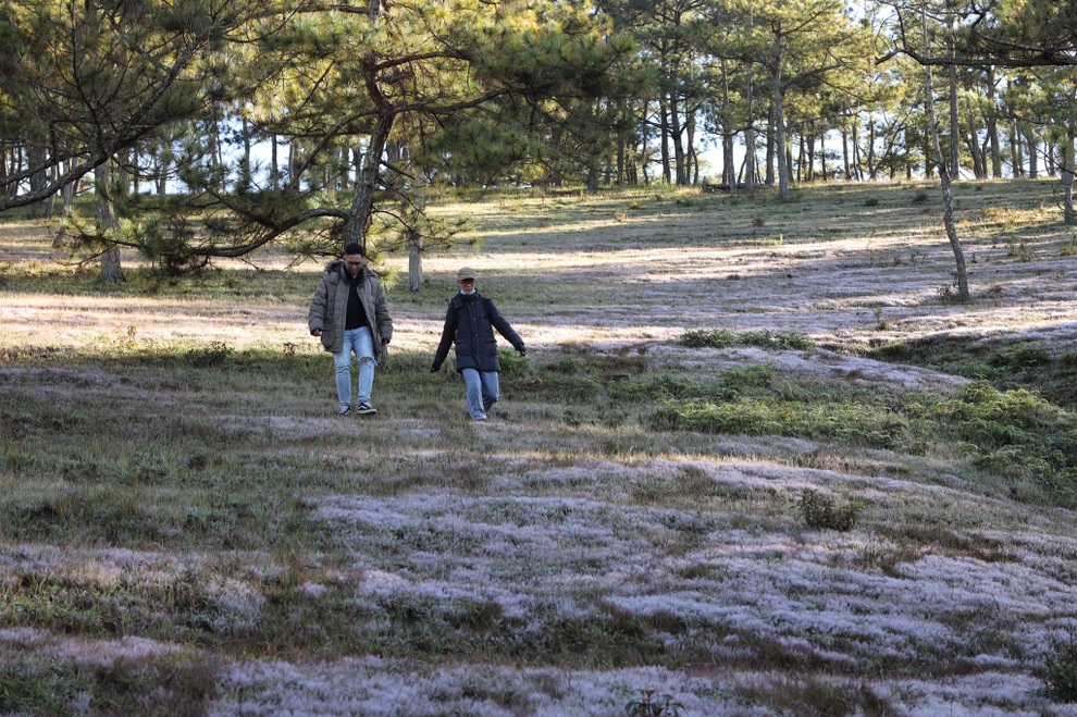 Đồi cỏ hồng trong sương sớm đẹp như trời Âu ở thành phố ngàn hoa - 10 Đồi cỏ hồng trong sương sớm đẹp như trời Âu ở thành phố ngàn hoa - 10