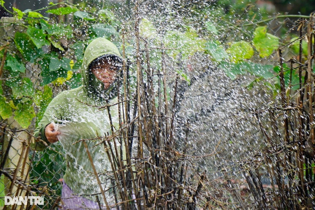 Nông dân ở thủ phủ mai vàng miền Trung kỳ vọng thắng vụ Tết - 2 Nông dân ở thủ phủ mai vàng miền Trung kỳ vọng thắng vụ Tết - 2
