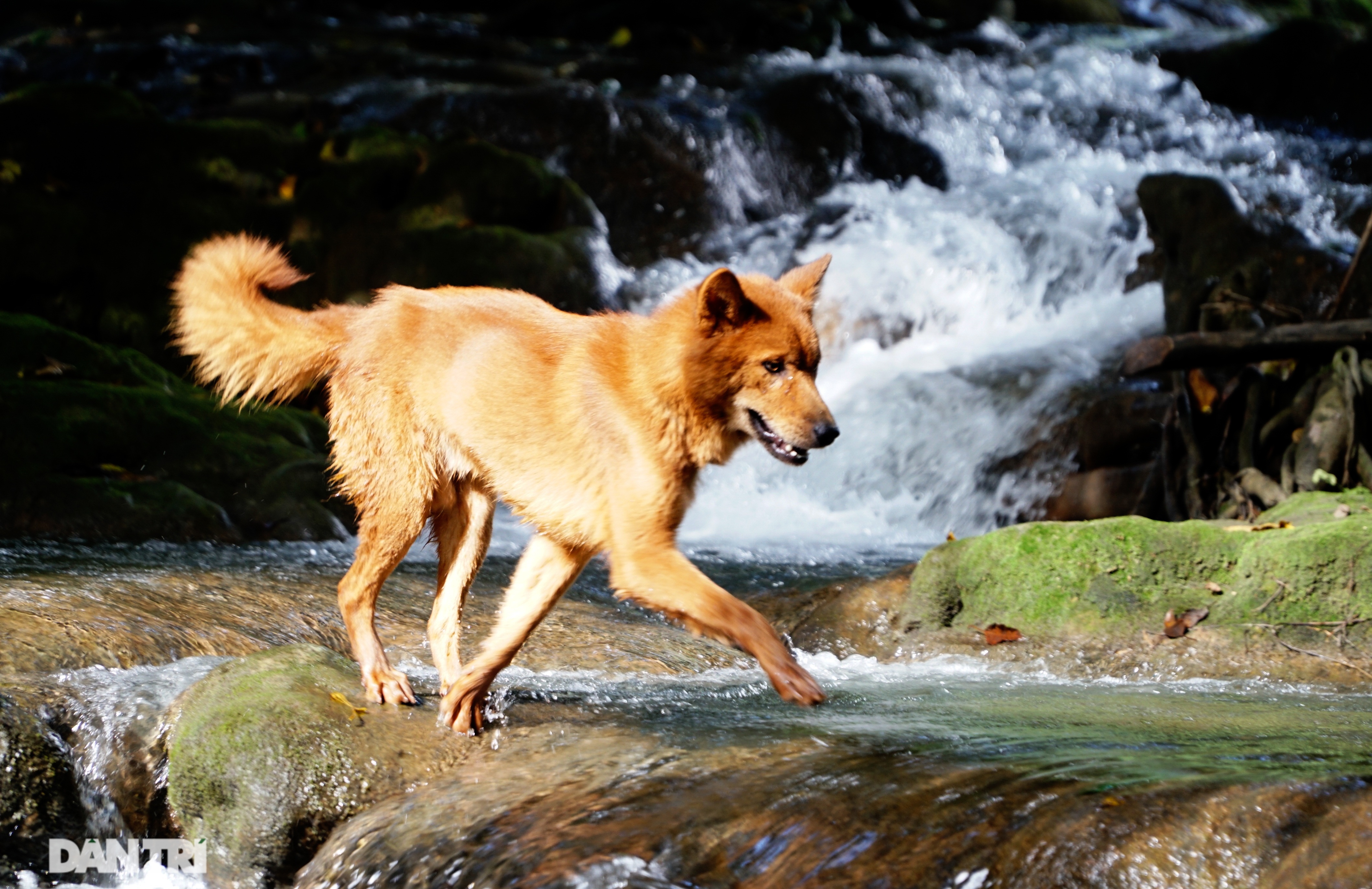 Hồi sinh giống chó săn cổ quý hiếm lừng danh đất Việt - 4