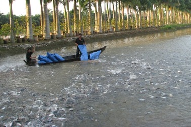 Xuất khẩu cá tra sang Mỹ, EU giảm, Trung Quốc tăng