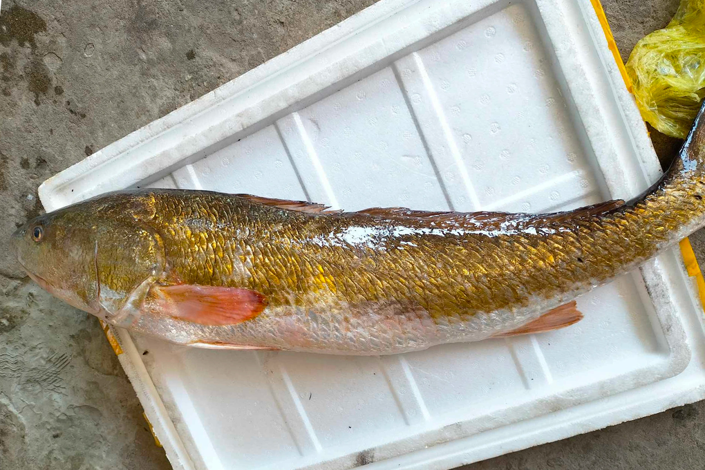 Fishermen caught sparkling golden-scaled fish nearly 1 meter long in Nghe An - 1