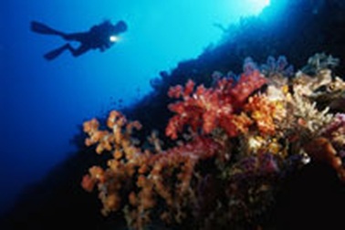 Cấm nghề lặn biển để bảo vệ san hô