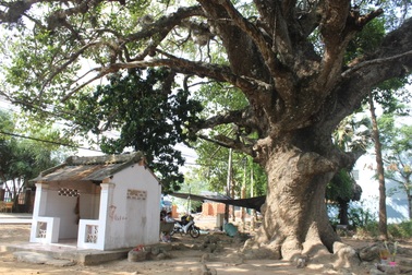 Ngắm cây dầu khổng lồ “siêu độc” được đồn 800 năm tuổi