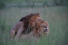 Sư tử đực thản nhiên "làm chuyện ấy" với nhau, điều gì đã xảy ra?