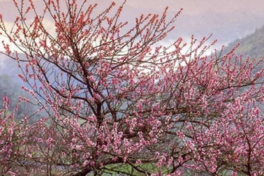 Trả lại mùa Xuân cho em