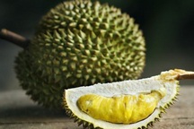 Hổ quý Malaysia gặp nguy vì Trung Quốc “mê” sầu riêng