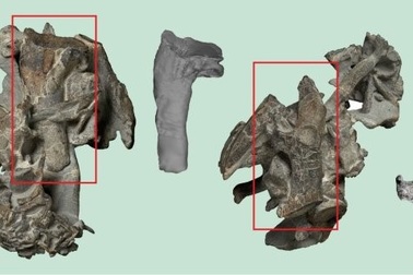 Phát hiện xương chim cánh cụt cổ có kích thước bằng con người ở New Zealand