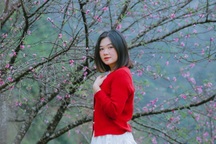 Hoa đào bung nở như Tết giữa tháng 10 ở Tà Xùa, du khách ngỡ ngàng