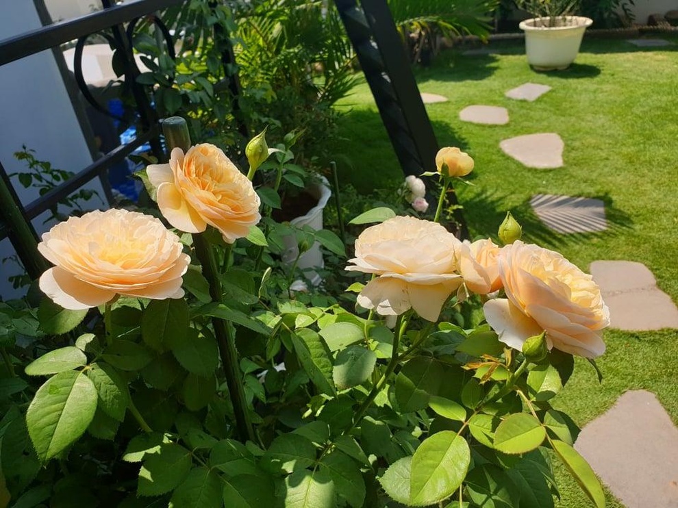Vác đất lên sân thượng, mẹ đảm Bình Dương trồng vườn hồng ngát hương - 6 Vác đất lên sân thượng, mẹ đảm Bình Dương trồng vườn hồng ngát hương - 6