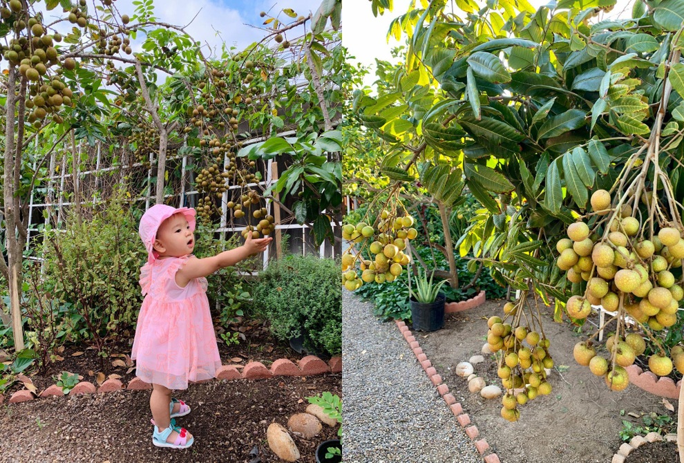 Mẹ Việt mát tay làm khu vườn trồng hàng chục loại cây ăn trái tại Mỹ - 12 Mẹ Việt mát tay làm khu vườn trồng hàng chục loại cây ăn trái tại Mỹ - 12