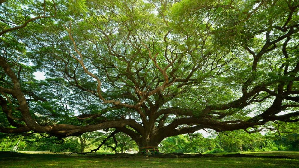 Các khu rừng trên khắp Trái đất đang ngày càng “trẻ hoá” - 1 Các khu rừng trên khắp Trái đất đang ngày càng “trẻ hoá” - 1