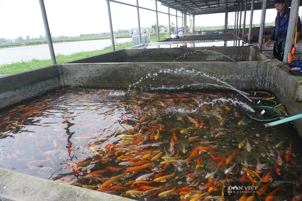 Nuôi loài cá sang chảnh, có con dài gần 1 mét, bán giá nghìn đô, 8X thu tiền tỷ - 3 Nuôi loài cá sang chảnh, có con dài gần 1 mét, bán giá nghìn đô, 8X thu tiền tỷ - 3