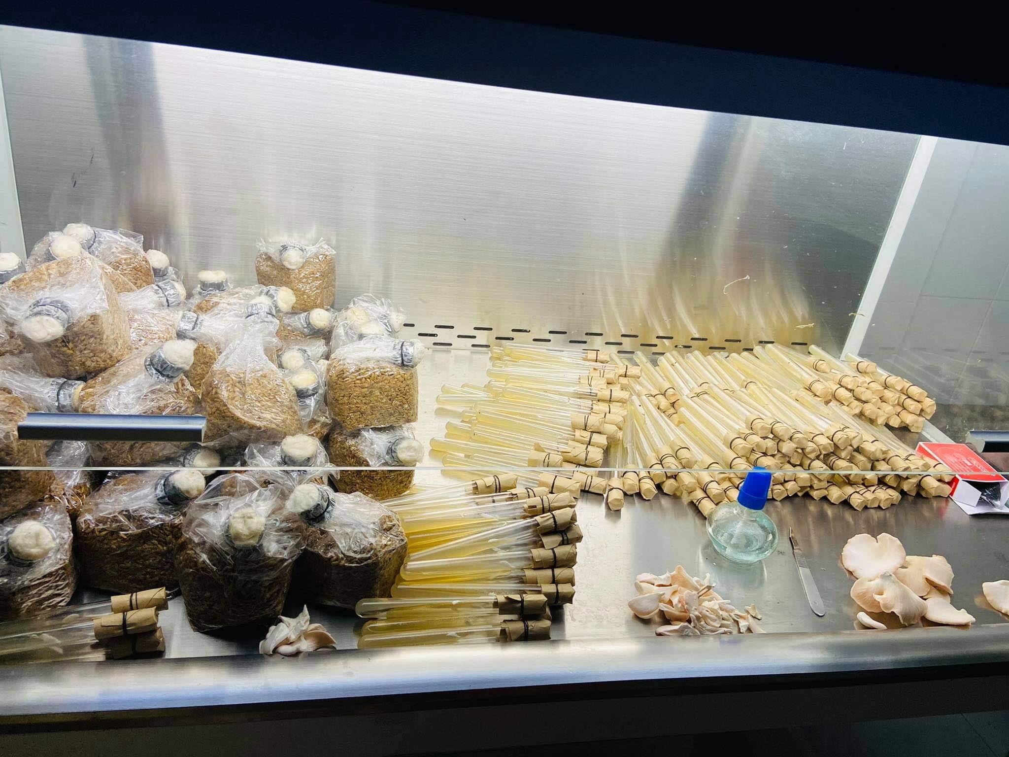 Cô gái Đồng Tháp bỏ phố về quê trồng nấm, thu chục triệu đồng mỗi tháng - 3 Cô gái Đồng Tháp bỏ phố về quê trồng nấm, thu chục triệu đồng mỗi tháng - 3