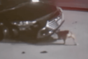 Đại lý ô tô thiệt hại 350.000 USD vì hai chú chó, phải chuyển địa điểm