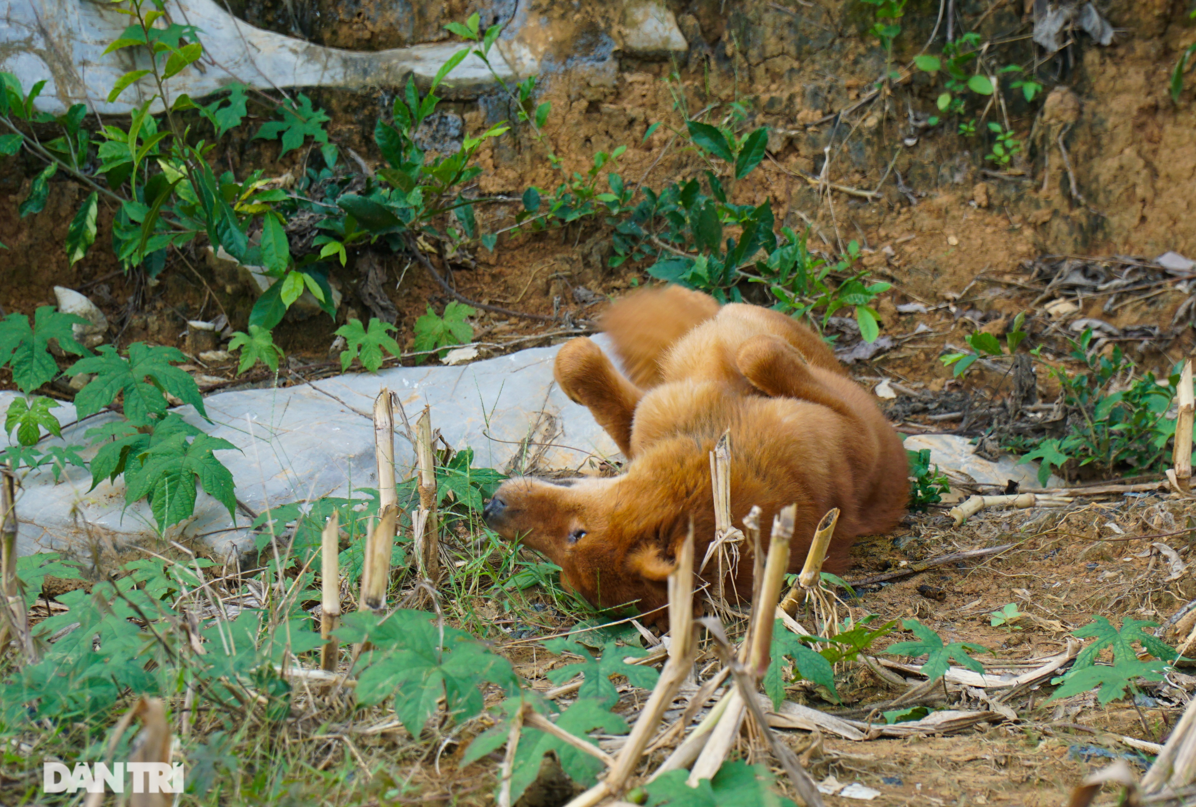 Hồi sinh giống chó săn cổ quý hiếm lừng danh đất Việt - 7